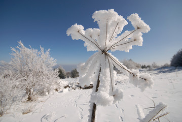 Angelica covered by rime, Vitosha mountain, Bulgaria