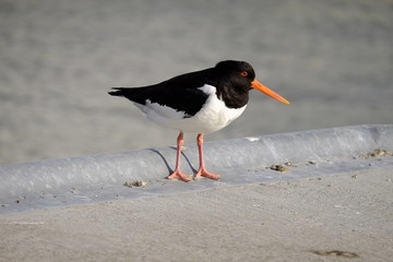 Austernfischer, Haematopus ostralegus