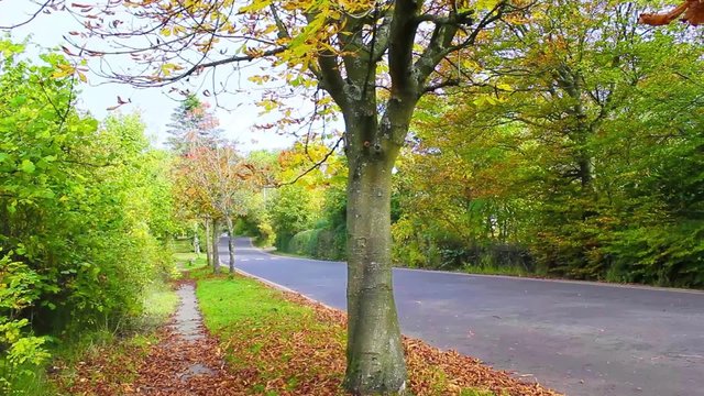 Autumnal trees in the country park in Scotland, HD footage