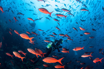 Obraz premium Vibrant Fish and Scuba Divers in Pacific