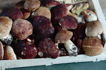 boletus edulis