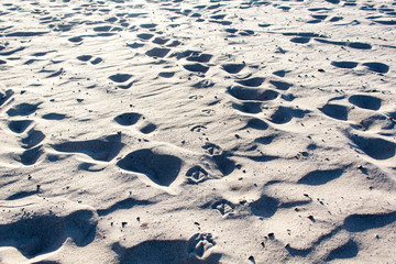 Möwenspuren im Sand