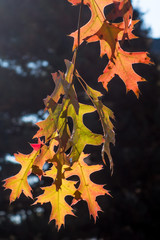 Fototapeta premium I colori caldi autunnali delle foglie sui rami degli alberi con lo sfondo del cielo 