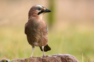 Jay bird