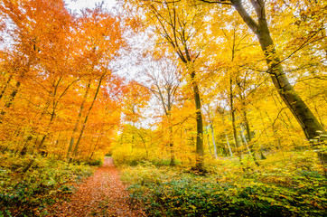 Fototapeta premium Herbstwald