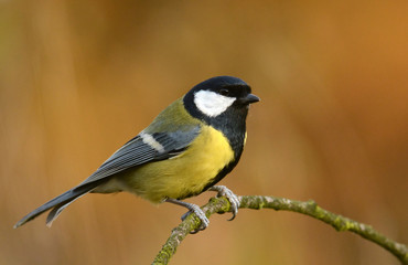 Fototapeta premium Great tit