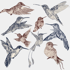 Vector set of detailed hand drawn birds for design © Mary fleur