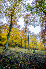 Herbstwald