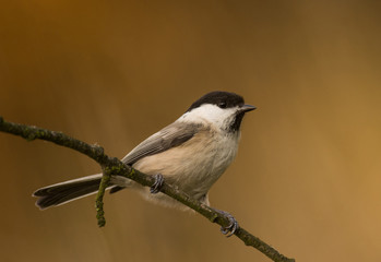 Willow Tit (Poecile montanus)