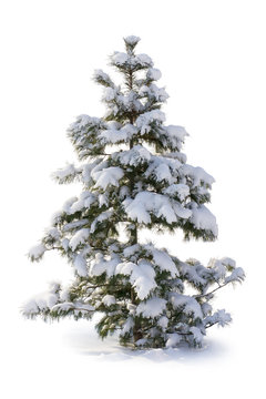 Fir tree covered with snow.