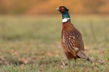 Ringneck Pheasant (Phasianus colchicus)