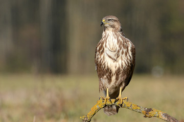Common buzzard (buteo buteo)