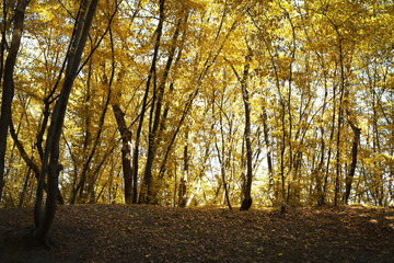 Fototapeta premium Park in the Summer