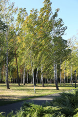 Park in the Summer