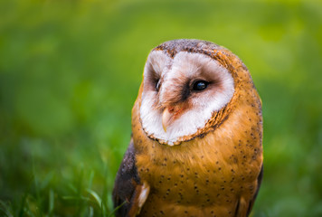 Tyto alba - Close Up Portrait of a Barn Owl on Blurred Green Grass Background