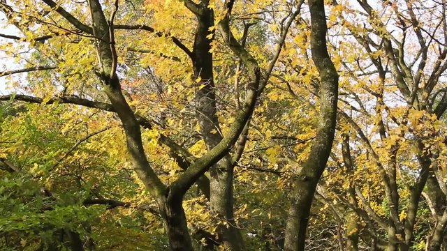 Beautiful Autumn in the park, Coatbridge, Scotland