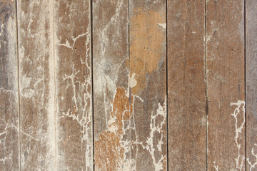 Termites, Worm infested wood as background