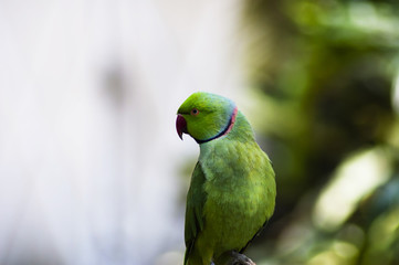 Parakeet