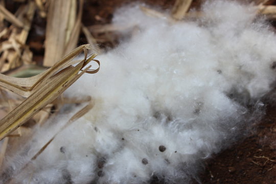 cotton