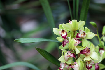 Tropical green Cymbidium orchid with a red tongue blooms in the fall in Hawaii