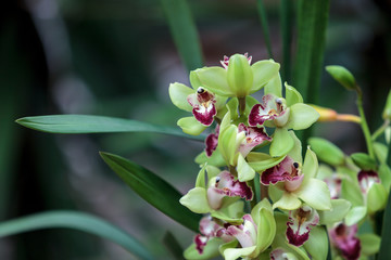 Tropical green Cymbidium orchid with a red tongue blooms in the fall in Hawaii