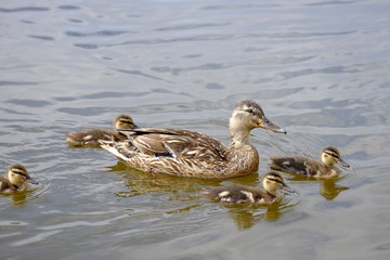 Stockente, Anas platyrhynchos