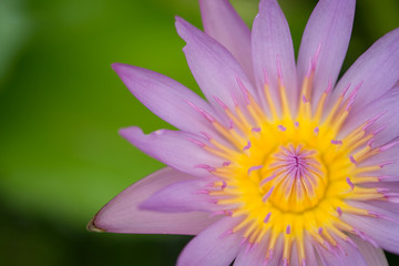 Water Lily Bloom