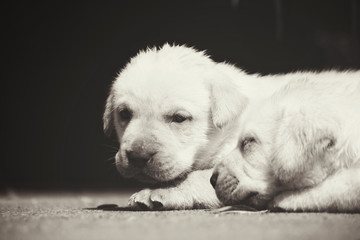 Labrador puppy dog