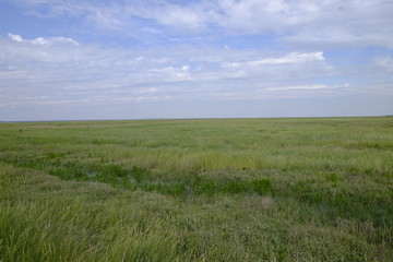 Salzwiesen bei Neßmersiel,  Nationalpark Niedersächsisches Wat