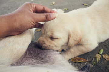 Mom and labrador puppies suckling