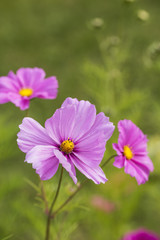 Obraz premium cosmos