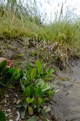 Salzwiesen bei Neßmersiel,  Nationalpark Niedersächsisches Wat