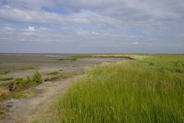 Salzwiesen bei Neßmersiel,  Nationalpark Niedersächsisches Wat