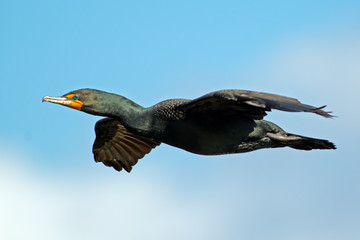 Double-crested Cormorant