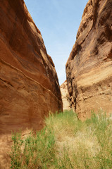 red rocks canyon in deser landscape , nature