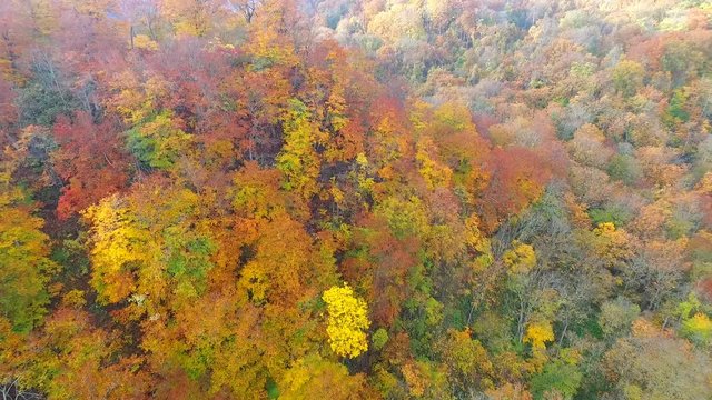奥入瀬渓流の紅葉　/ パノラマ