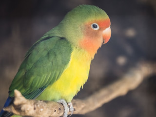 periquito / periquito verde amarillo rojo y naranja subido a una rama