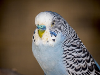 periquito azul / pájaro azul muy cerca y mirando a cámara