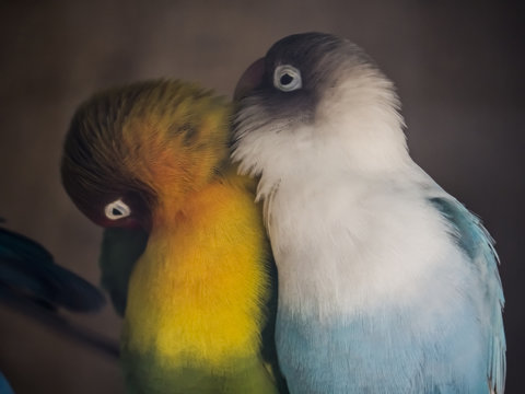 periquitos / dos periquitos, uno azul y otro verde
