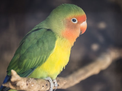 Periquito Photos Royalty Free Images Graphics Vectors Videos Adobe Stock