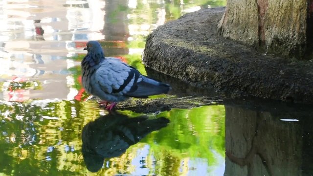 Pigeon standing near pool and then flying.