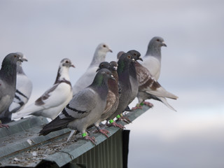 palomas / palomas posadas en tejado verde con cielo nublado al fondo