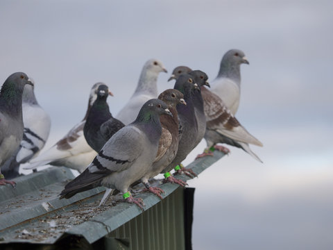 palomas / palomas posadas en tejado verde con cielo nublado al fondo