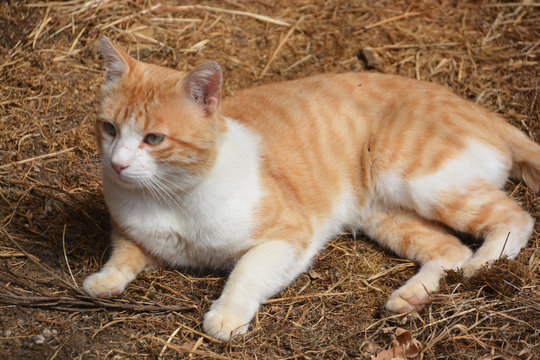 gato naranja y blanco - Powered by Adobe