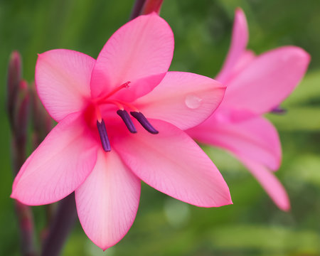 Watsonia Flowers Pink