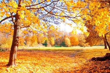 Vlies Fototapete Herbst Autumn scenery.