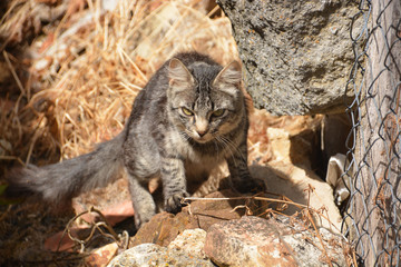 gato montes cazando © uzkiland