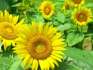 Obraz premium 向日葵