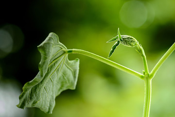 Young plant growing on soil