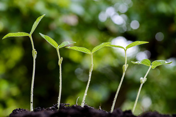 Young plant growing on soil